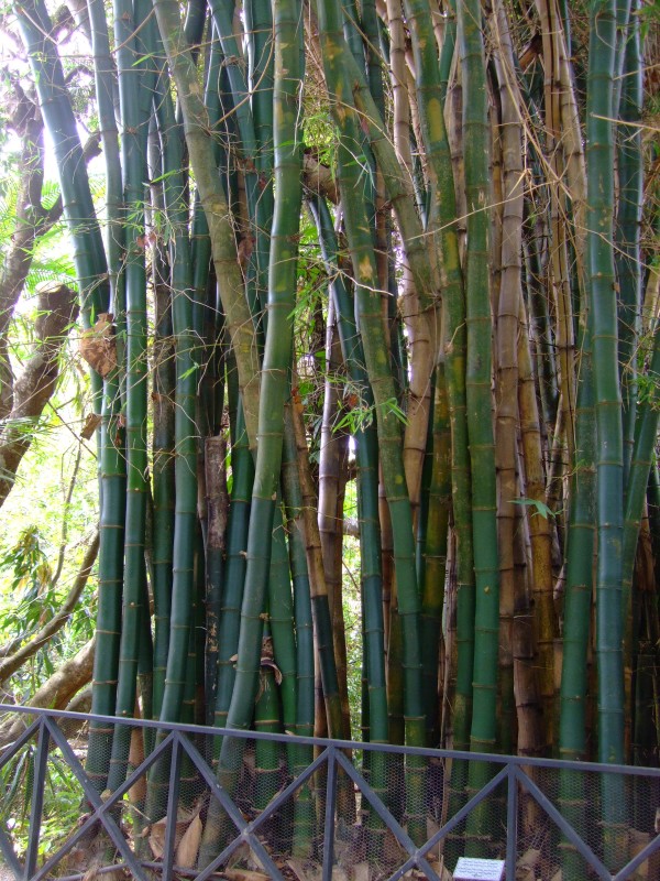 Mauritius 2010 - 0310 